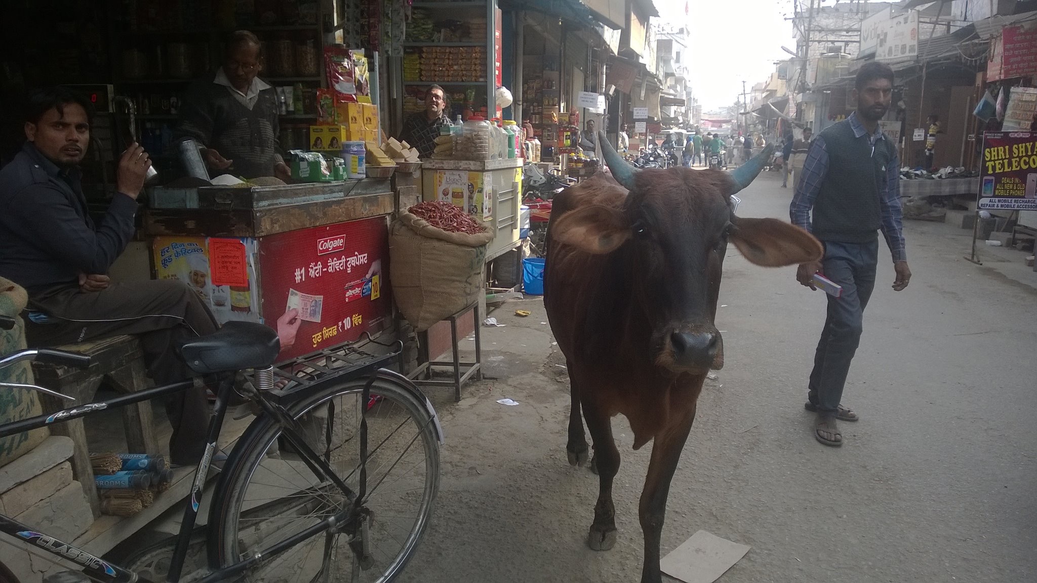 Cow in the Street